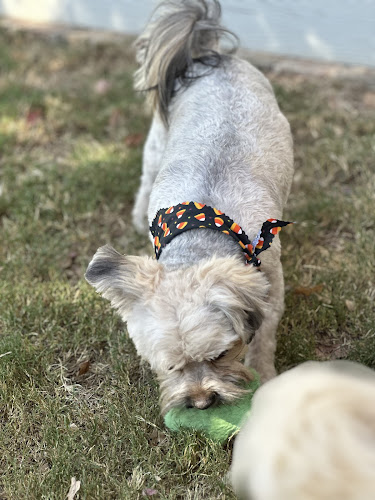 Barkberry