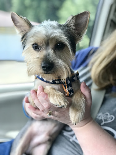 Groom'n Tails Paw Spa | Dog Groomer