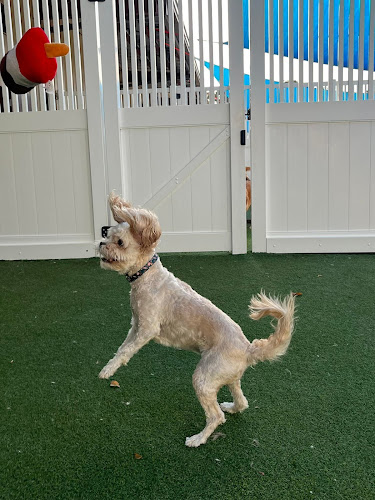 Camp Bow Wow Bentonville