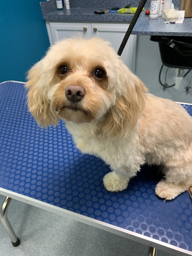 Lovely Pets Grooming, LLC