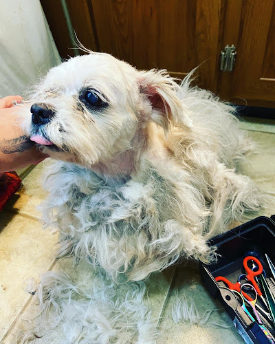Brandy's In Home Dog Grooming