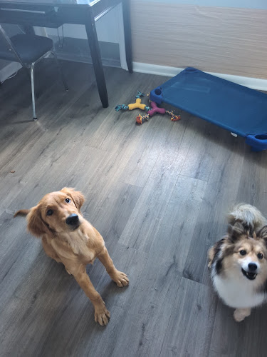 School For Dogs