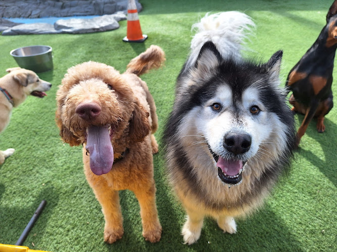 NWA Dog Training