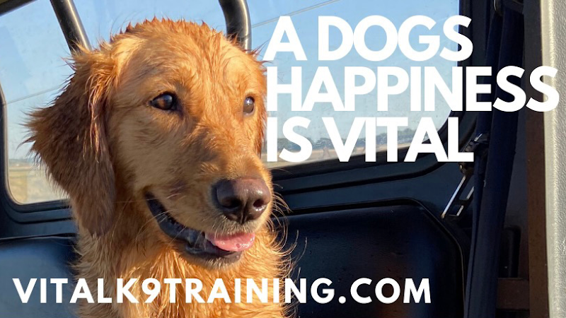 Vital K9 Training & Boarding