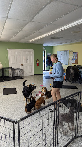 NWA School For Dogs