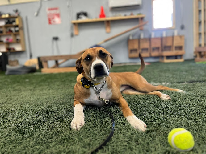 Ozark Canine Academy