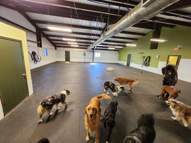 The Canine Connection