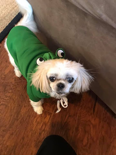 ArkanPaws Pet sitting