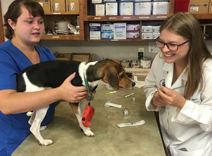 All Pets Animal Hospital (Bentonville)