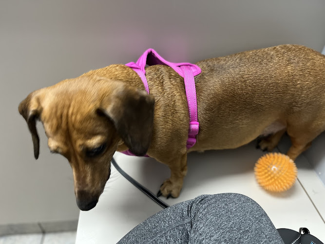 Rose Animal Clinic