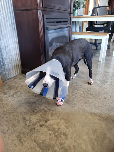 Animal Emergency and Specialty Center of Northwest Arkansas