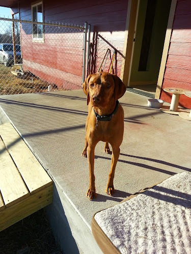 Mary's Menagerie Doggy Day Care & Pet Boarding