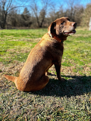 SIT Happens pet sitting and dog walking!