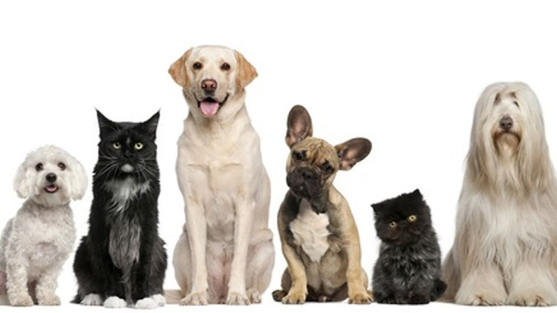 Cub's Pet Care
