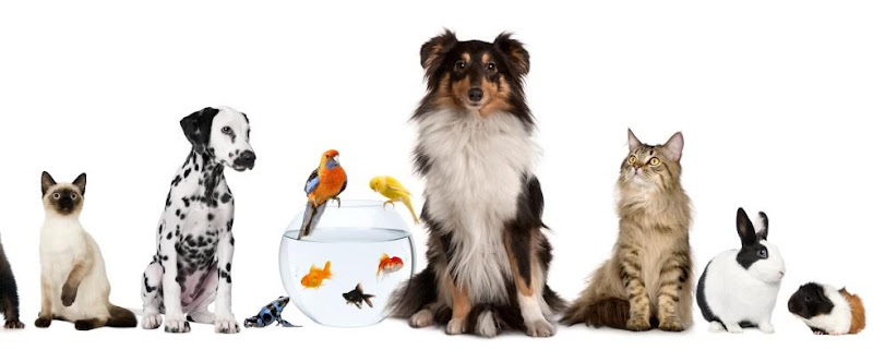 All Pet Home Care
