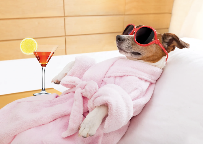 Paws & Perks Pet Concierge