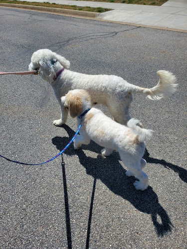 Willow Bark Pups & Such