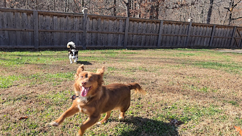 Clark's Barking Good Time