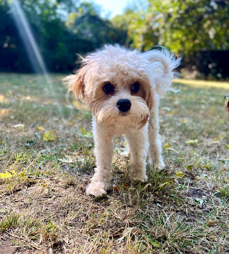 Pup Up (NWA) Dog Boarding & Daycare