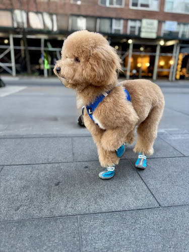 Citipups