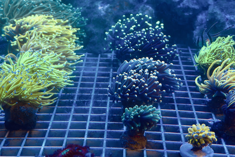 SeaCo Corals