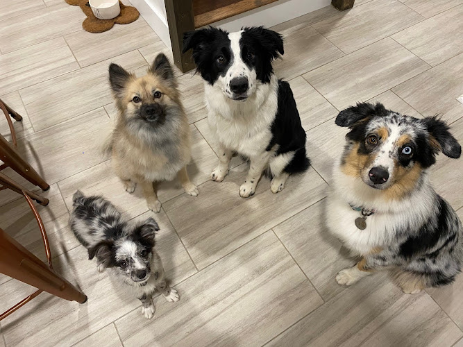 Austin Rose Dog Care