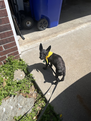 Bubbles & Bows Pet Salon